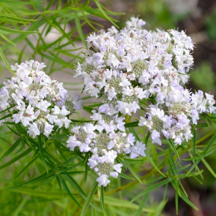 Amerykańska mięta pieprzowa, smak i zapach mięty. Białe, dekoracyjne kwiaty, roślina rosnąca przyciągająca owady