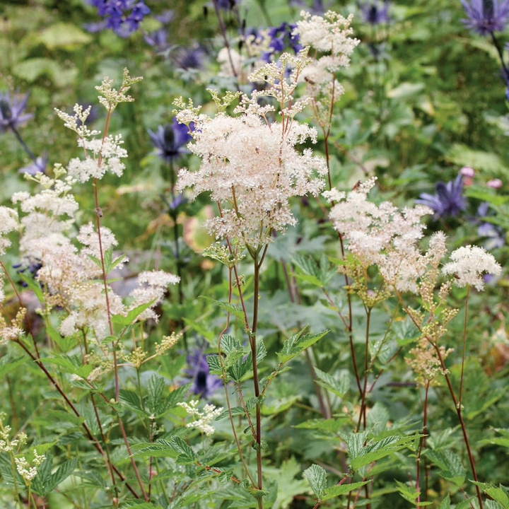 Tatarak, Roślina wysoka z pióropuszami kremowopalonych, pachnących miodem kwiatostanów.