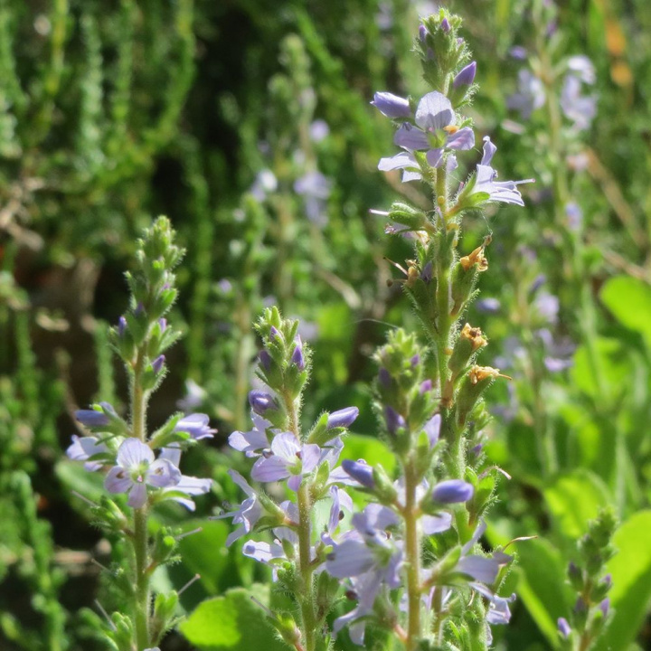 Ärenpris, Jasnoniebiesko-niebieskofioletowe drobne kwiaty w wąskich, wyprostowanych gronach.