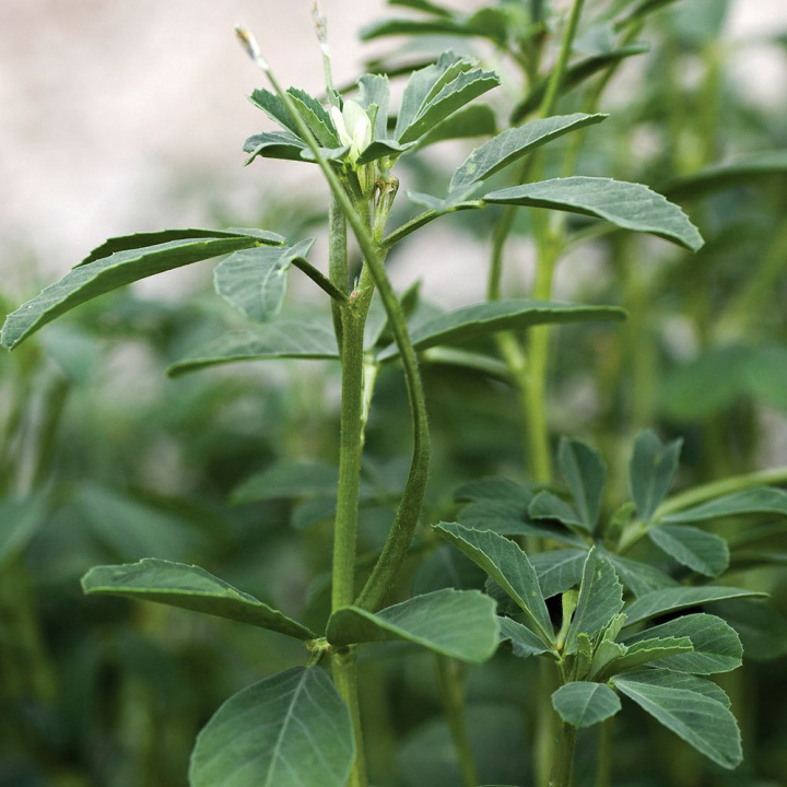 Koniczyna rogata Trójpalczaste liście i strąki nasion przypominające rogi