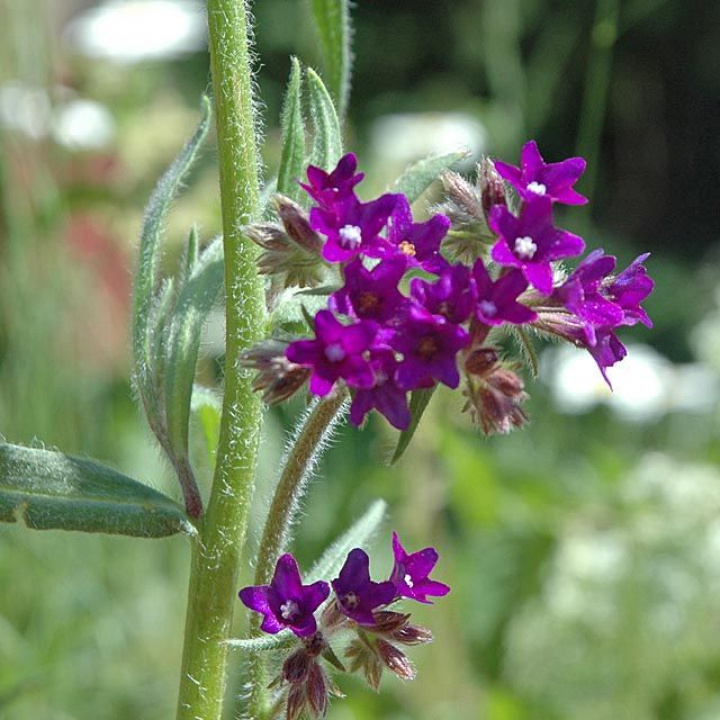 Język wołowy, szorstki, lancetowate liście, głęboko niebieskofioletowe do czerwono-fioletowych kwiatów