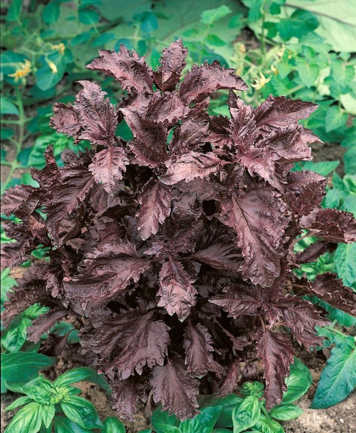 Bazylia purpurowa 'Purple Ruffles', ciemna dekoracyjna bazylia o czerwonych liściach