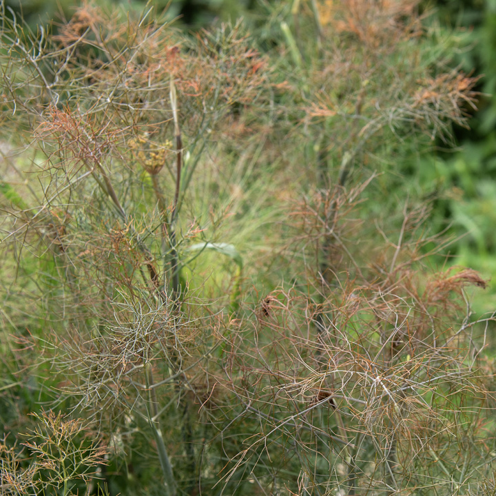 Bronzowy koper 'Smokey', brązowy, delikatnie dzielone liście, z małymi nasionami