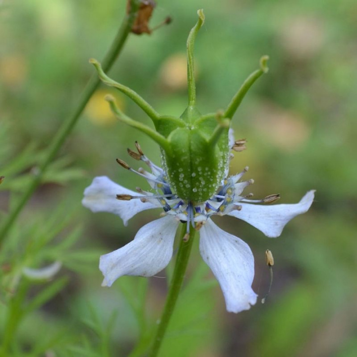 Czarnuszka, białe do jasno niebieskich kwiatów i drobno podzielone liście.