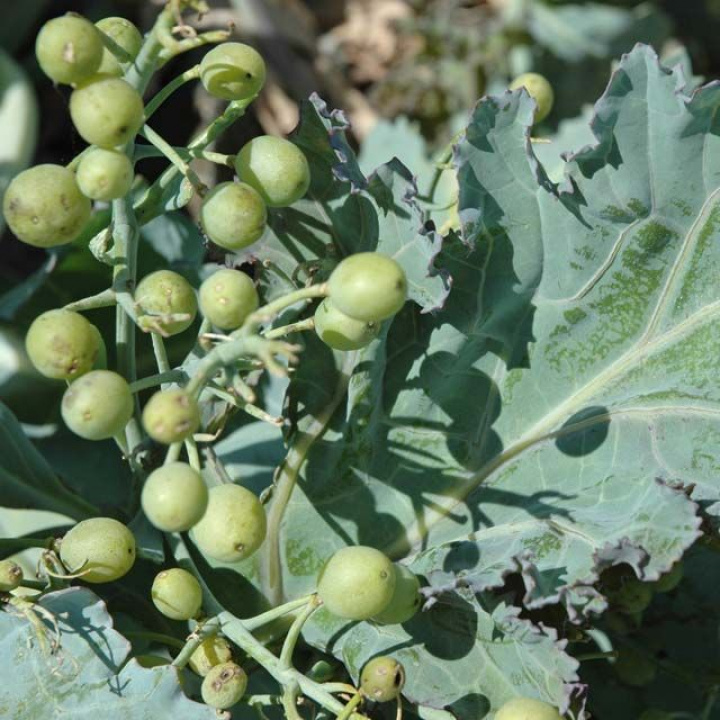 Kapusta nadmorska, kiście prążkowanych, białych kwiatów, zapach przypominający miód, małe pąki