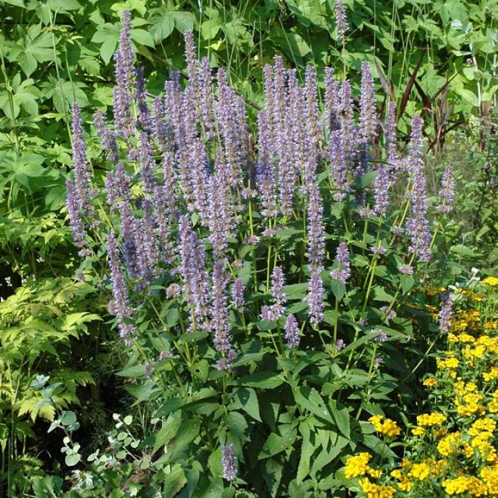 Hyzop anyżowy, przyprawa o zapachu anyżu. Kwiatostany purpurowo-różowe do niebiesko-fioletowych