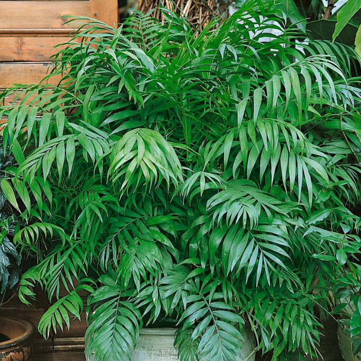 Bergpalm Smukły pęd i delikatne, parzystozłożone liście, kwiaty przypominające mimozę