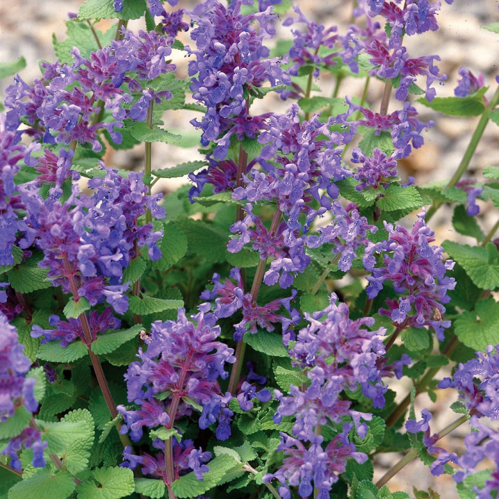 Cytrynowa kocimiętka Citriodora, purpurowo-czerwone i białe kwiaty. O zapachu cytryny.