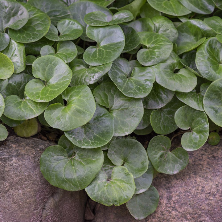 Orzecholaz zimowy, zimozielona, płożąca roślina zielna, ciemnozielone liście i czerwonobrązowe kwiaty.