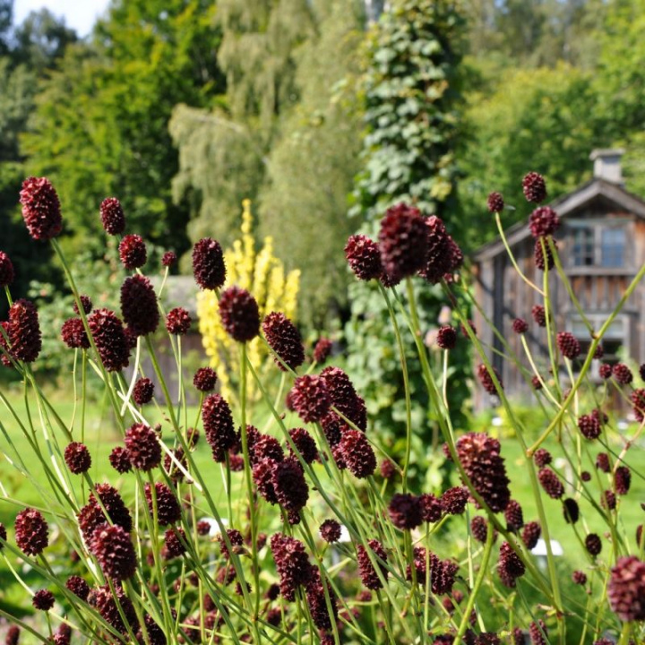 Blodtopp, delikatne łodygi z gęstymi, owalnymi, wzniesionymi kłosami ciemnoczerwonych, drobnych kwiatów.