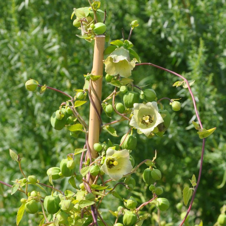 Fattigmans Ginseng, krzewiasty, półpnący sposób wzrostu. Żółtobiałe dzwonkowate kwiaty.