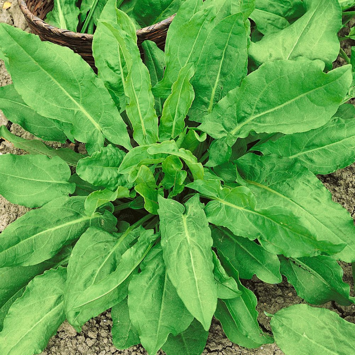 Szczaw łąkowy, liście w kształcie łopatek. Czerwone kwiaty na luźnych kwiatostanach. Roślina lecznicza.