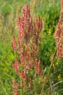 Szczaw łąkowy, liście w kształcie łopatek. Czerwone kwiaty na luźnych kwiatostanach. Roślina lecznicza.