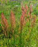 Szczaw łąkowy, liście w kształcie łopatek. Czerwone kwiaty na luźnych kwiatostanach. Roślina lecznicza.