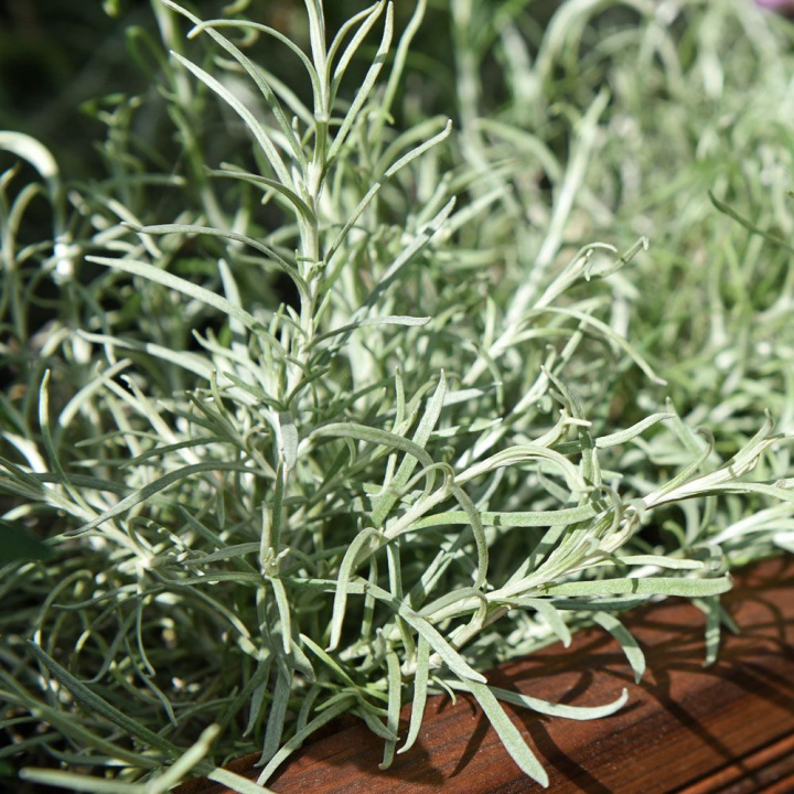 Curryeternell, srebrnoszare liście o zapachu curry. Używany do przyprawiania.