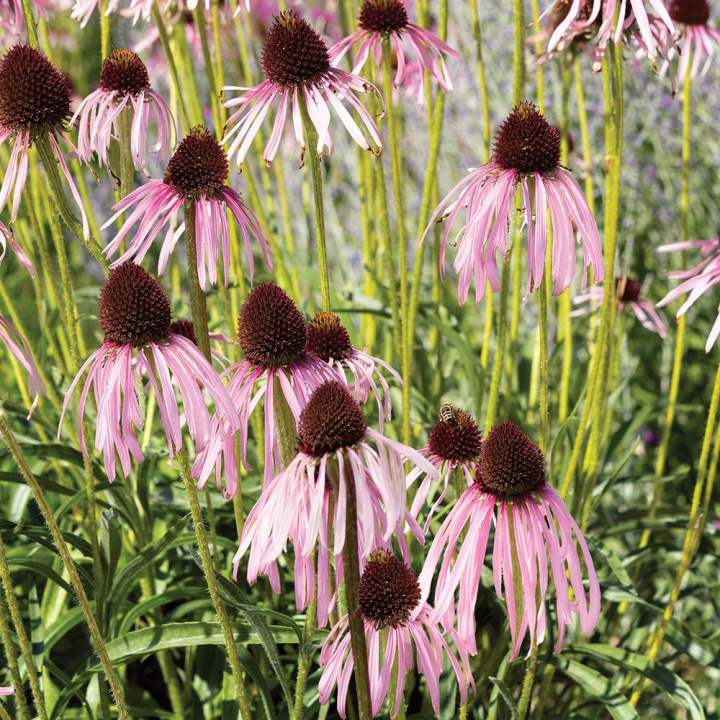 Blady Jeżozwierz, Duże kwiaty z luźno zwisającymi, blado purpurowymi płatkami.