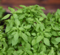 Mała bazylia Fino Verde, odmiana o małych liściach. Słodki, pikantny, korzenny smak.