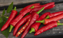 Tabasco papryka ''Birds Eye'', ostra chili z długimi, wąskimi, jasno czerwonymi owocami.