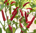 Tabasco papryka ''Birds Eye'', ostra chili z długimi, wąskimi, jasno czerwonymi owocami.