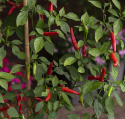 Tabasco papryka ''Birds Eye'', ostra chili z długimi, wąskimi, jasno czerwonymi owocami.