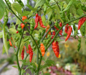 Papryka habanero 'Fruity Vulcano' Czerwona i zielona chili o pomarszczonym wyglądzie