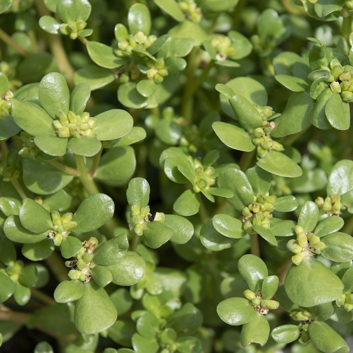 Portulaka ogrodowa żółta, ekstra bogate w witaminy warzywo liściaste o żółtozielonych, chrupiących liściach