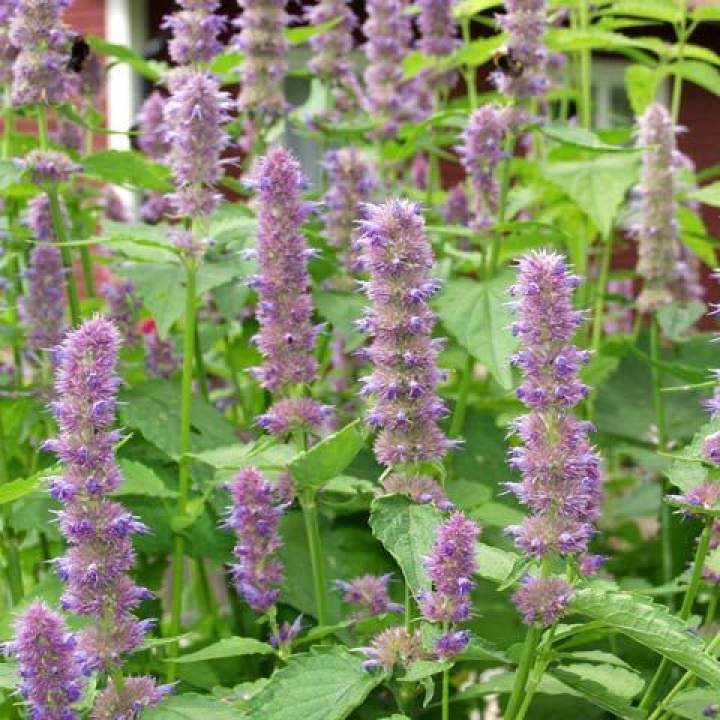 Koreański anyżowiec, Azja Wschodnia. Purpurowo-różowe kwiatostany i spiczaste, ząbkowane liście