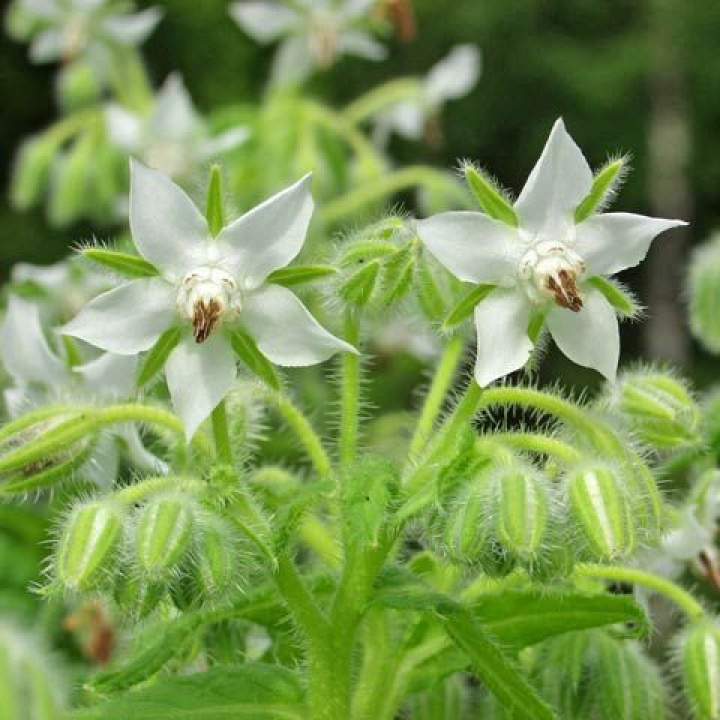 Ogórecznik Bianca, Biała kwitnąca przyprawa ziołowa o smaku i zapachu przypominającym ogórek.