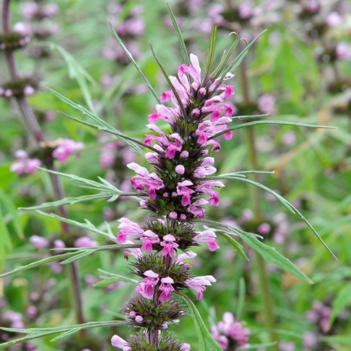 Syberyjska Cisza Serca. Z wysokimi pędami ozdobionymi ostroróżowymi wieńcami kwiatów ułożonymi w piętra.