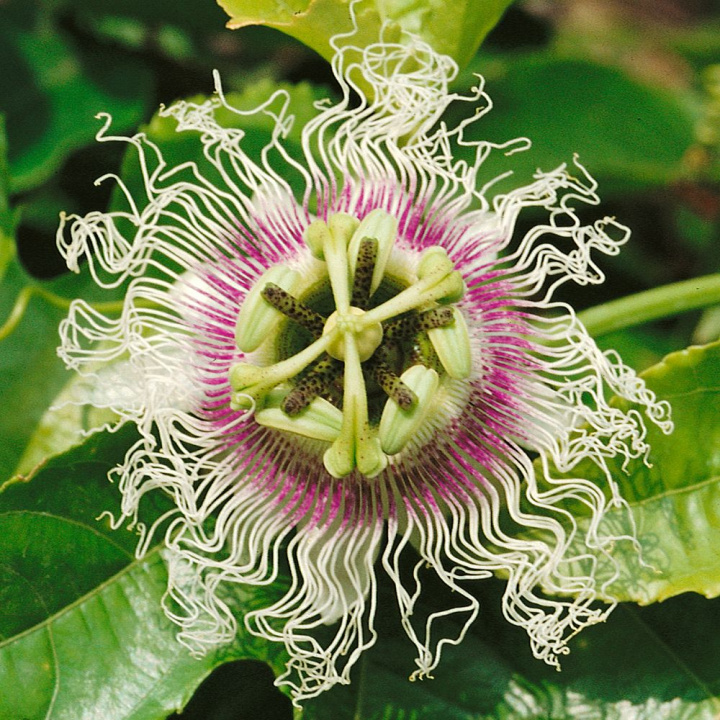 Marakuja, pnące białe i purpurowe kwiaty. Po kwitnieniu powstają owoce