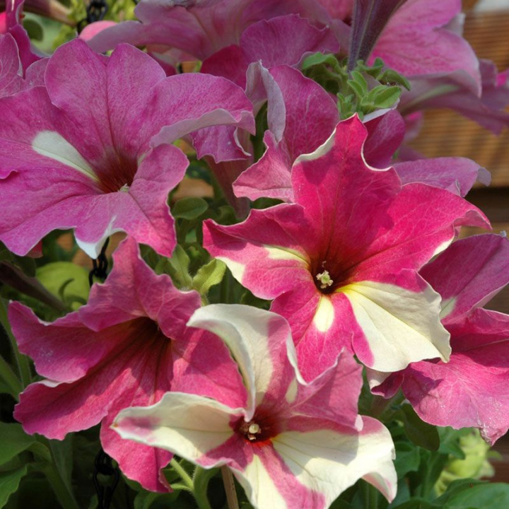 Petunia F1 Sophistica Lime Bicolor, trąbkowate, nieregularne w różowo/białe