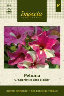 Petunia F1 Sophistica Lime Bicolor, trąbkowate, nieregularne w różowo/białe