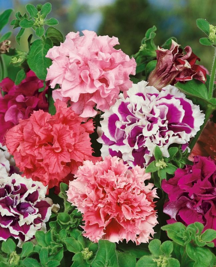 Petunia F1 Fanfar, duże, kuliste, podwójne kwiaty. Mieszanka wielokolorowa.