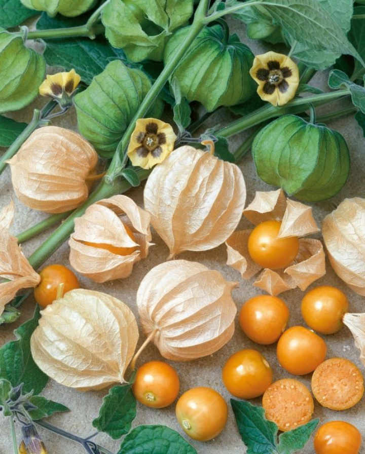 Agrest afrykański, żółte kwiaty trumpetowe, czarne oznaczenia. Owoce podobne do pomidorów o unikalnym smaku