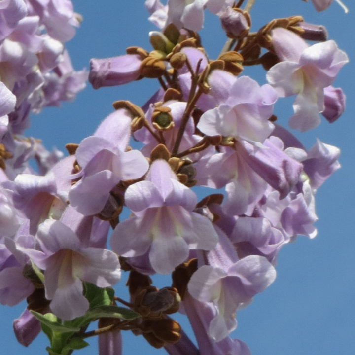 Drzewo cesarskie. Dostojne drzewo. Duże, trąbkowate, pachnące, lilaróżowe kwiatostany