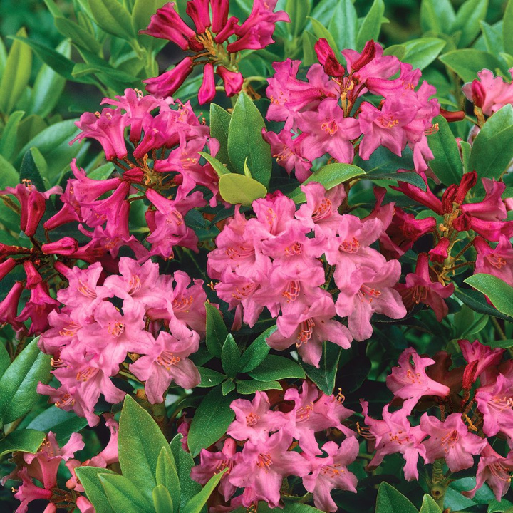 Alpros. Zimozielony krzew z ciemnoróżowymi, lejkowatymi kwiatami w małych skupiskach.