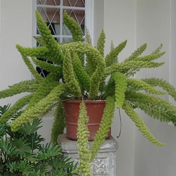 Asparagus 'Meyeri'. Dekoracyjne, grube pióropusze z gęsto rosnącymi liśćmi iglastymi.