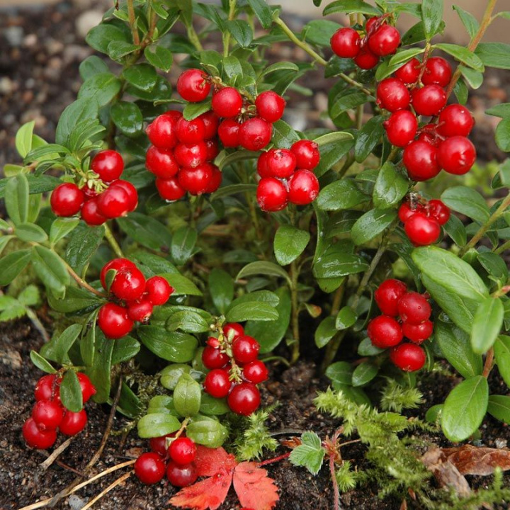 Lingon. smaczne, czerwone jagody. Zimozielone kępy i urocze małe dzwoneczki.