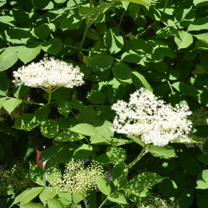 Prawdziwy bez czarny. Ozdobny krzew o parzystych liściach z żółto-białymi, pachnącymi kwiatostanami.