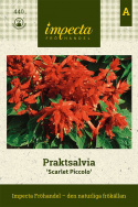 Szałwia omszona 'Scarlet Piccolo', Wyjątkowa, niska odmiana z gęstymi, czerwonymi kwiatostanami.