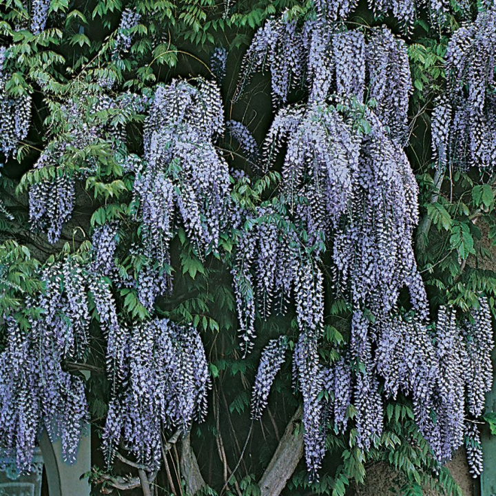 Wisteria. Roślina pnąca o jasnozielonych, długich liściach złożonych. Gęste, pachnące grona kwiatów.