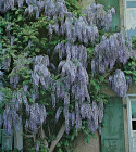 Wisteria. Roślina pnąca o jasnozielonych, długich liściach złożonych. Gęste, pachnące grona kwiatów.