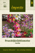 Prunkfjärilsblomster 'Joyride'. Tradycyjna, łatwa w uprawie roślina doniczkowa. Podobna do storczyka.