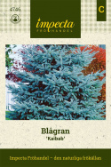 Świerk błękitny 'Kaibab'. Gęste, niebieskozielone igły. Symetryczny, piramidalny pokrój.