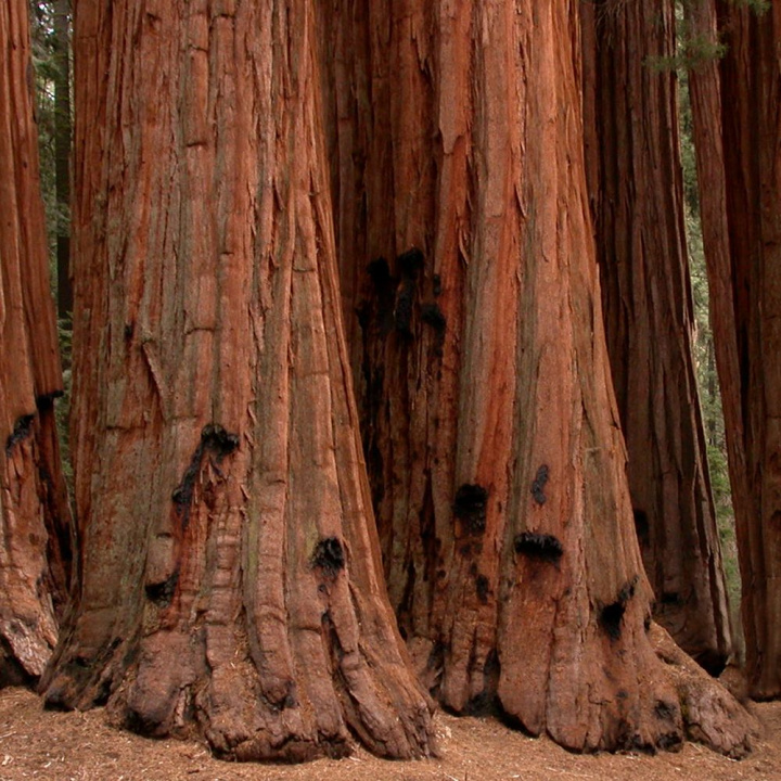 Sekwoja olbrzymia. Może być uprawiana w większych pojemnikach i przezimowana. Nadaje się na bonsai.
