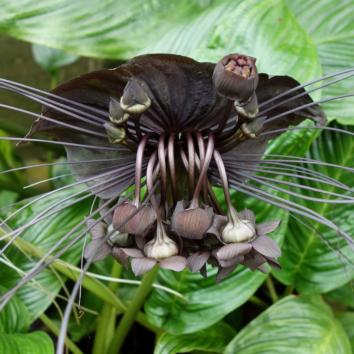 Tacca, oryginalna roślina z dużymi, czarnymi, nietoperzopodobnymi kwiatami