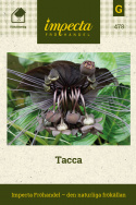 Tacca, oryginalna roślina z dużymi, czarnymi, nietoperzopodobnymi kwiatami