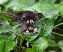 Tacca, oryginalna roślina z dużymi, czarnymi, nietoperzopodobnymi kwiatami