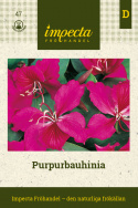Purpurbauhinia. Purpurowo-czerwone, orchideopodobne kwiatostany. Liście zamykają się na wieczór.