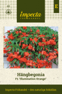 Begonia zwisająca F1 'Illumination Orange', kaskady pomarańczowo-czerwonych, pełnych kwiatów
